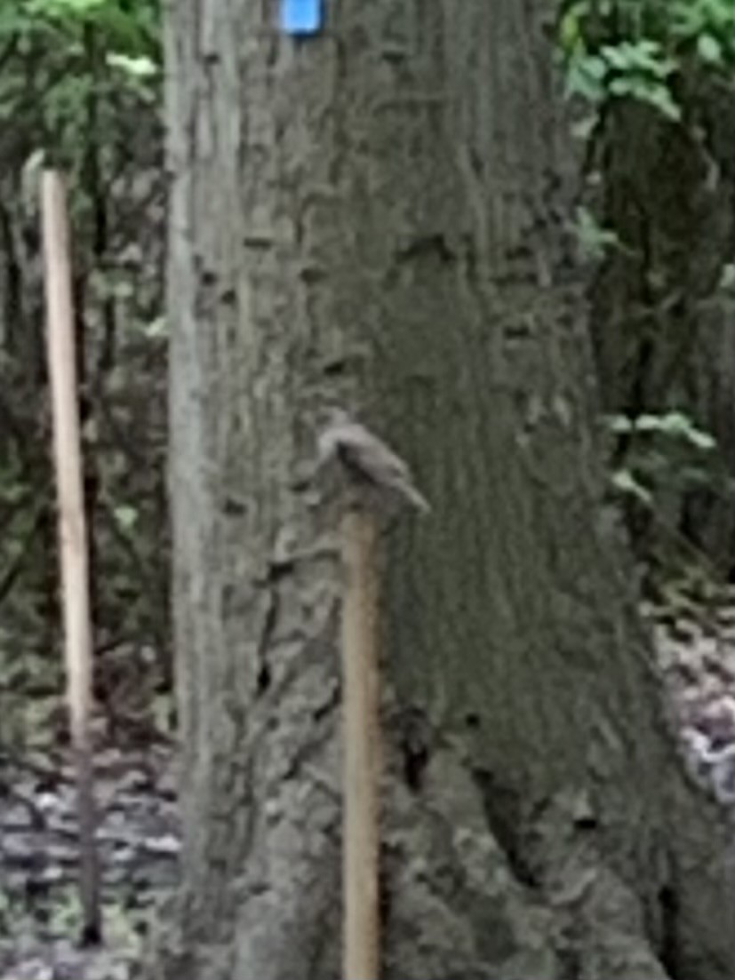 Gray-cheeked Thrush - ML619053539
