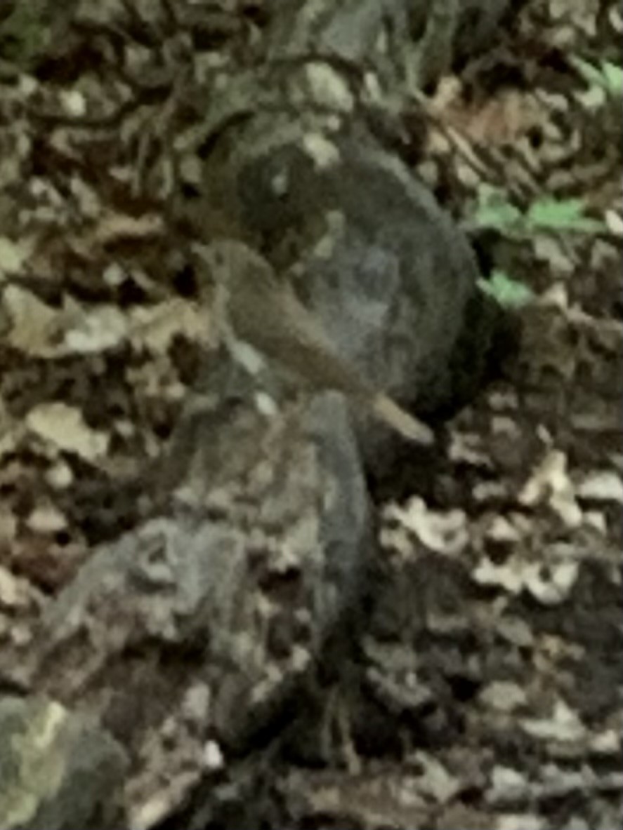 Gray-cheeked/Bicknell's Thrush - ML619053545