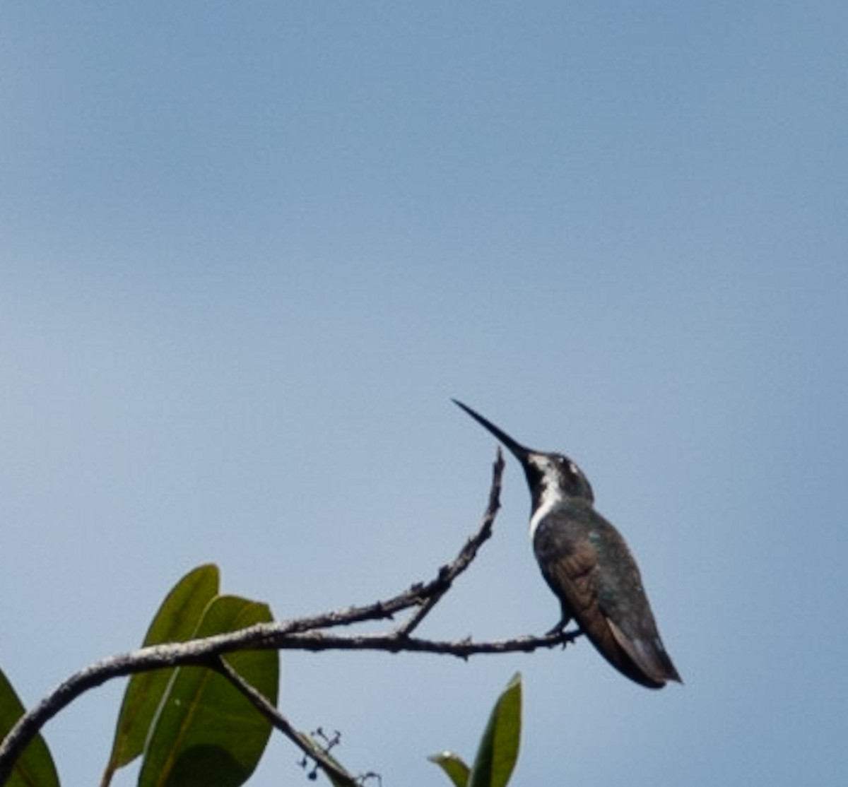 Black-throated Mango - ML619053546