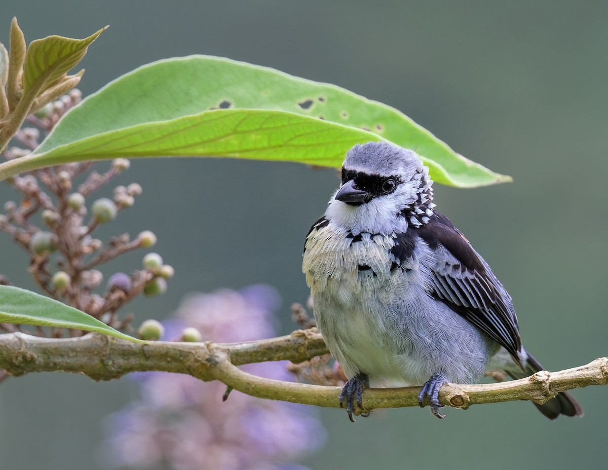 Gray-and-gold Tanager - ML619053552