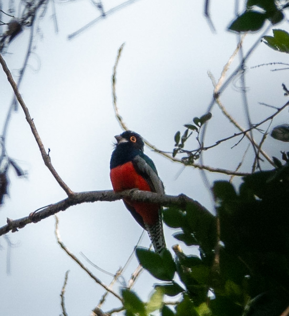Blue-crowned Trogon - Marcus Müller