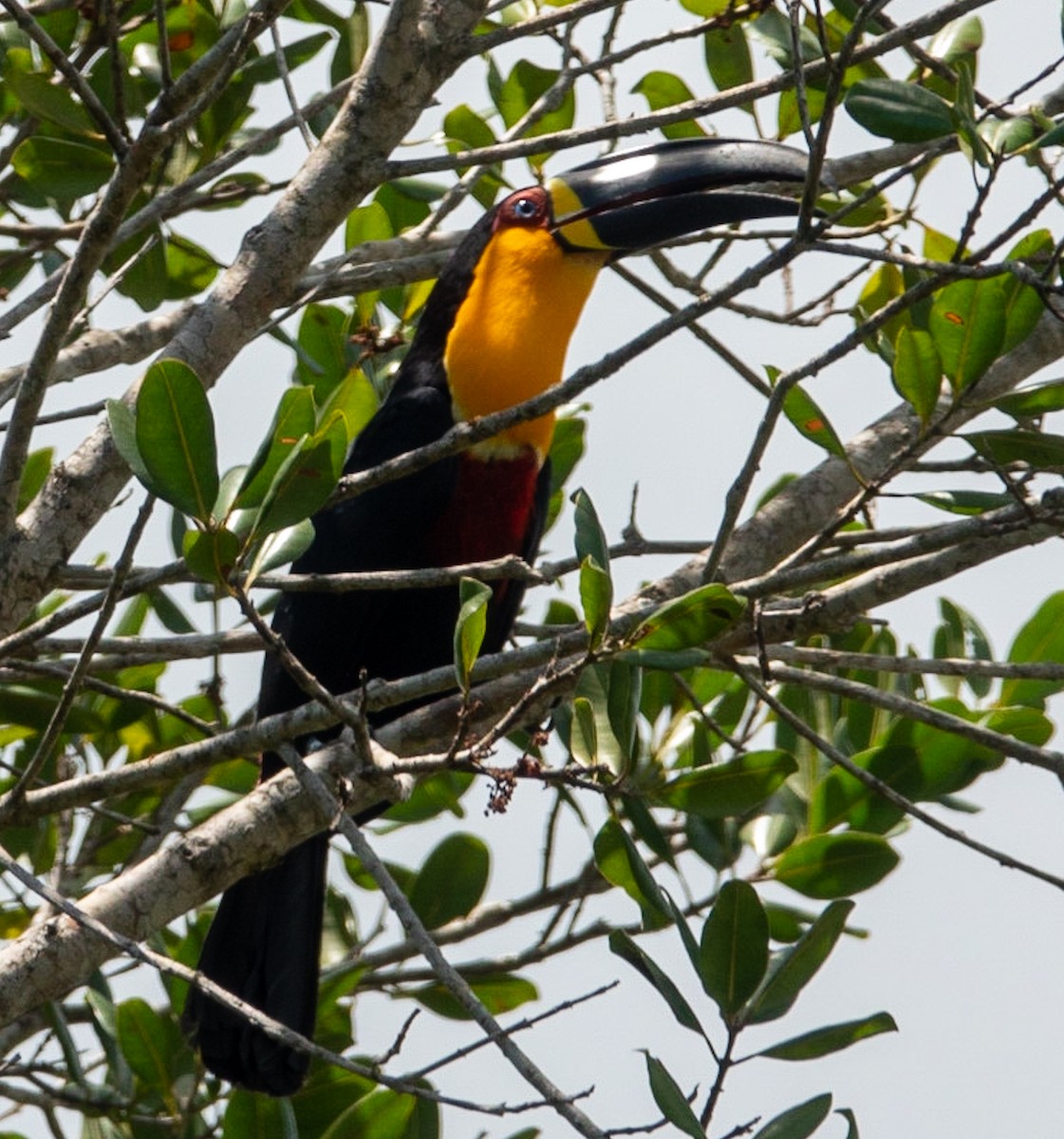 Channel-billed Toucan - Marcus Müller