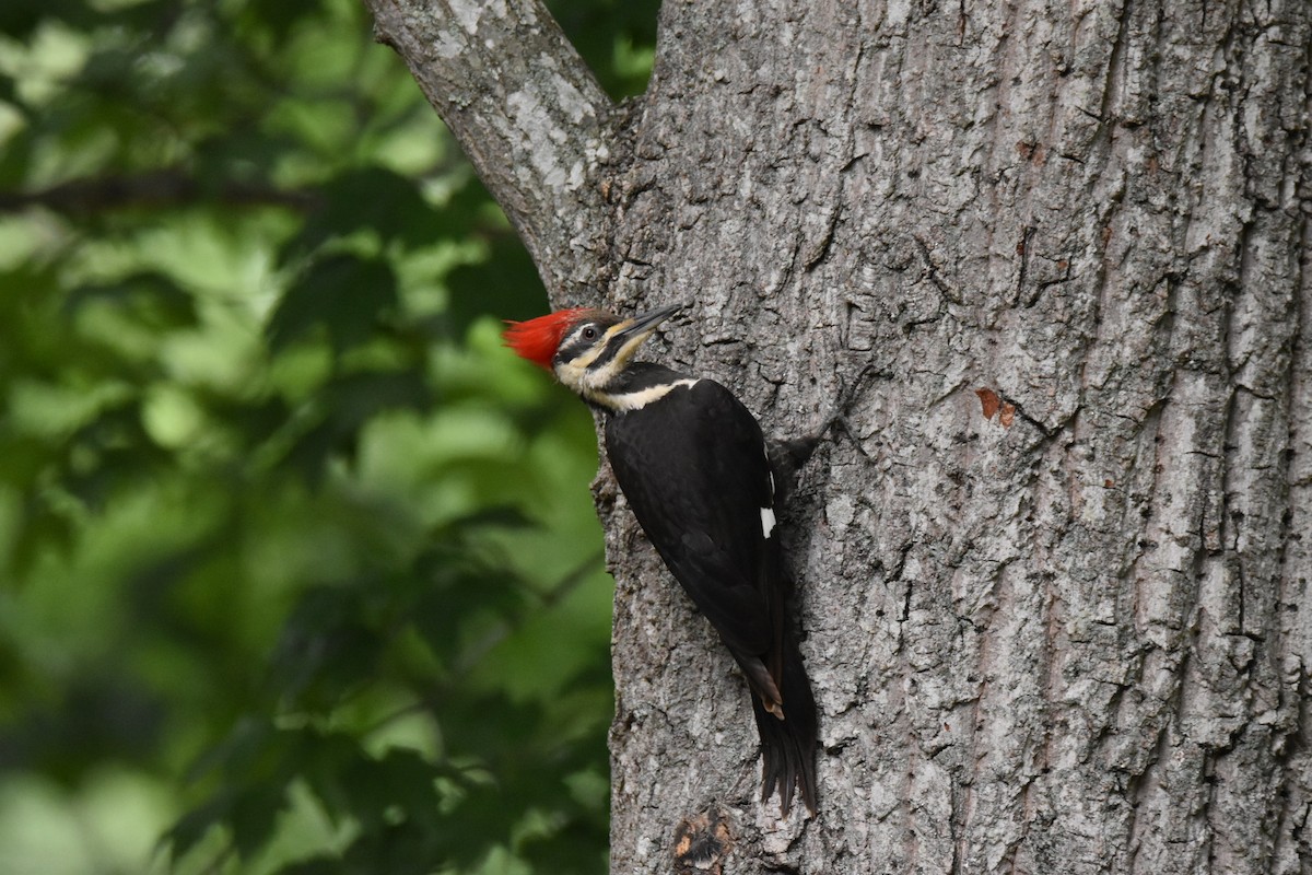 Pileated Woodpecker - Dina Davis