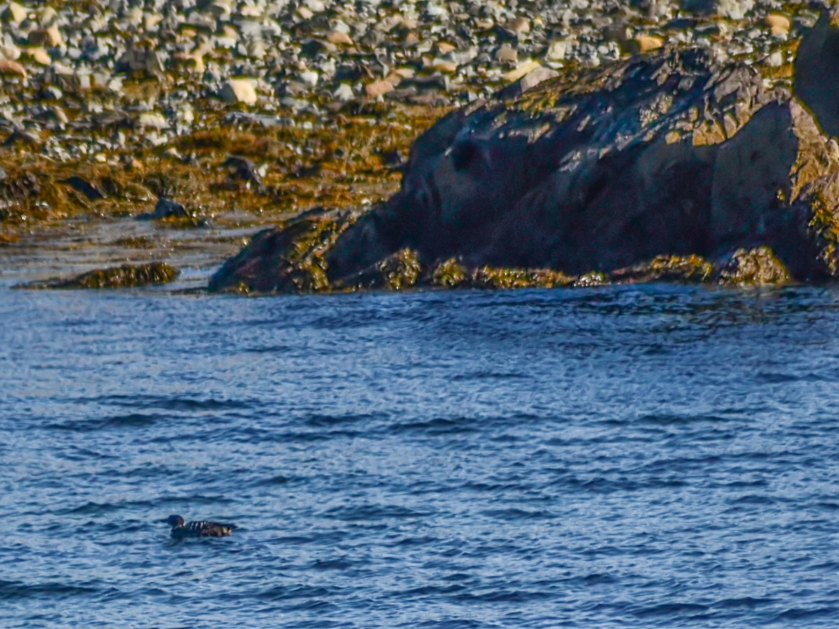 Common Loon - Thomas Fuller