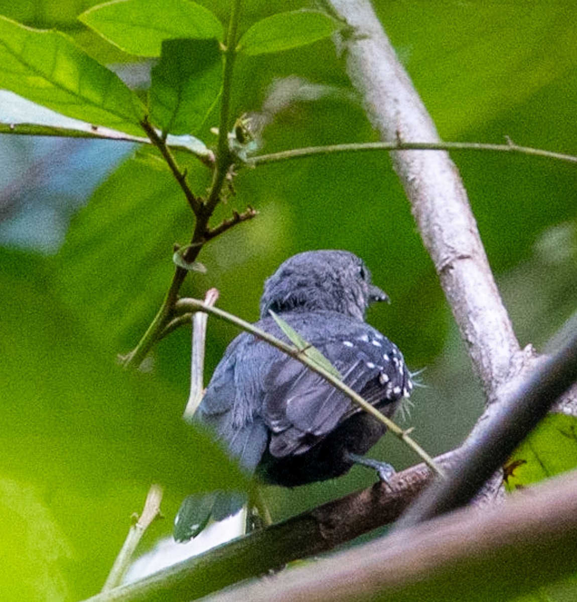 Rio de Janeiro Antbird - Marcus Müller