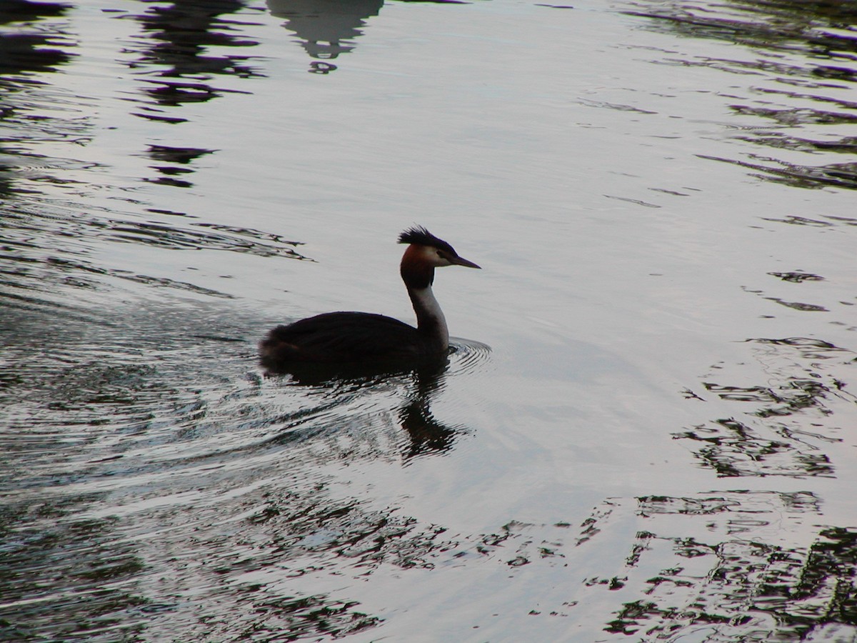 Great Crested Grebe - Michael Elkins