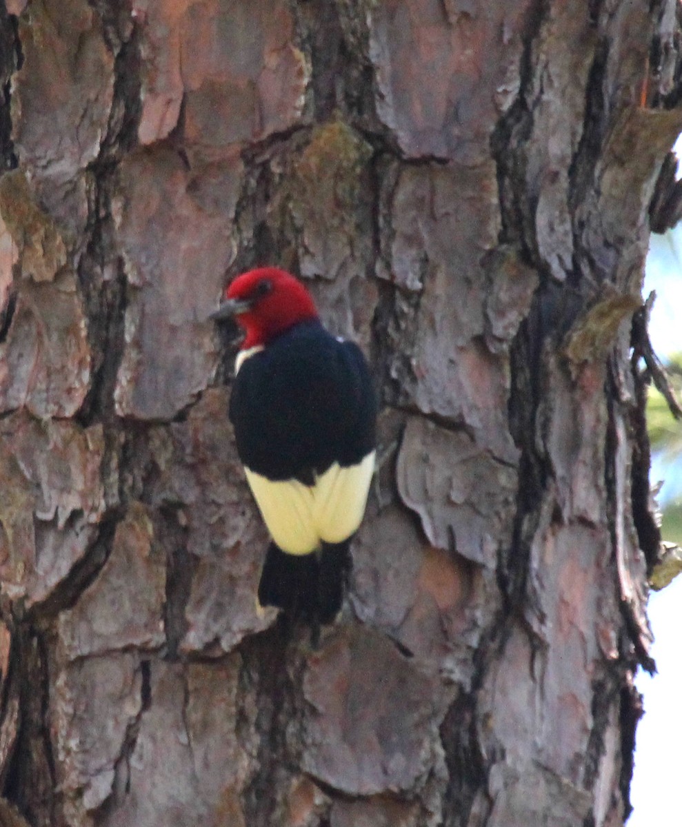 Red-headed Woodpecker - ML619053648