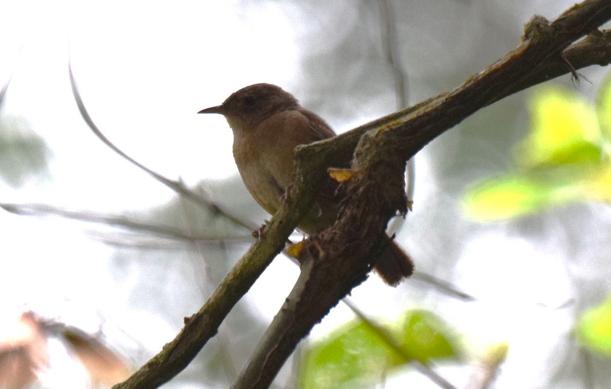 House Wren - ML619053649