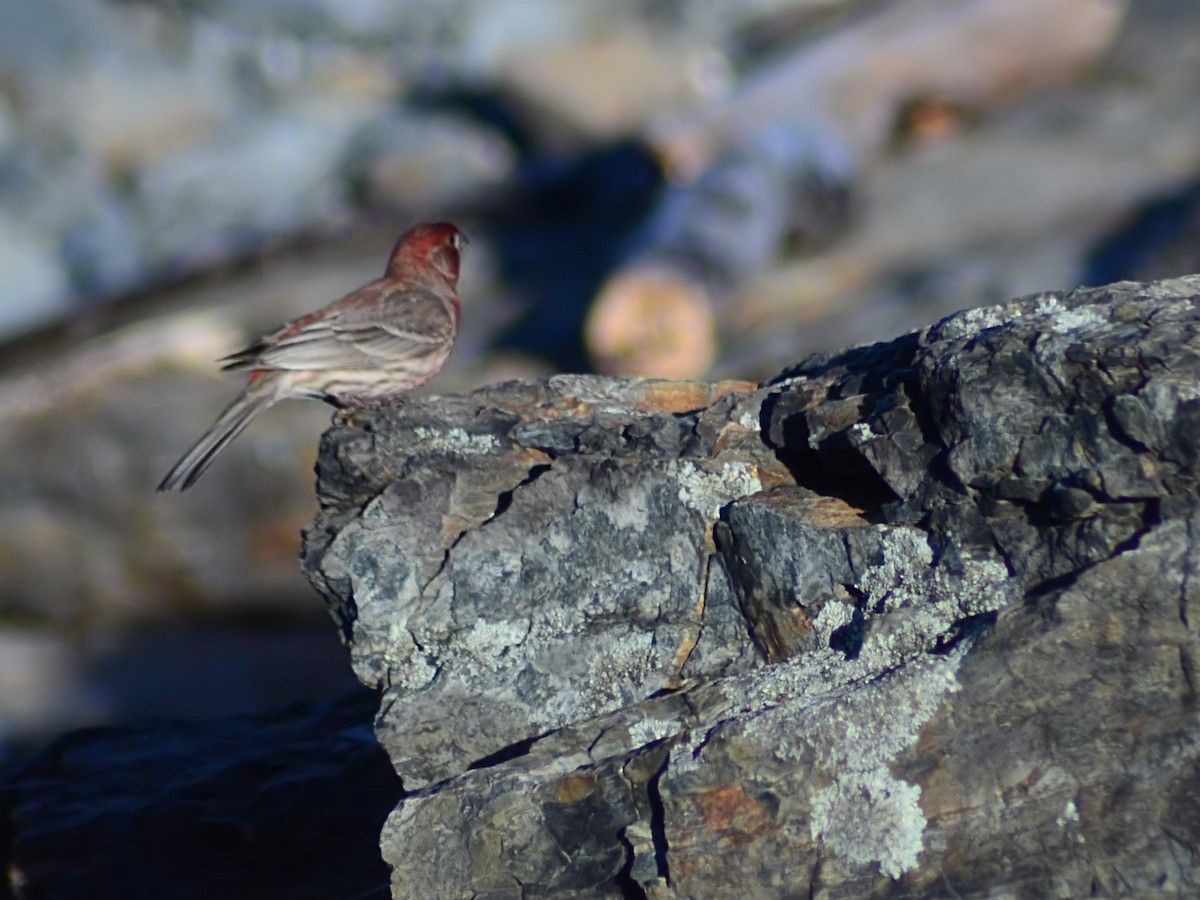 House Finch - ML619053659