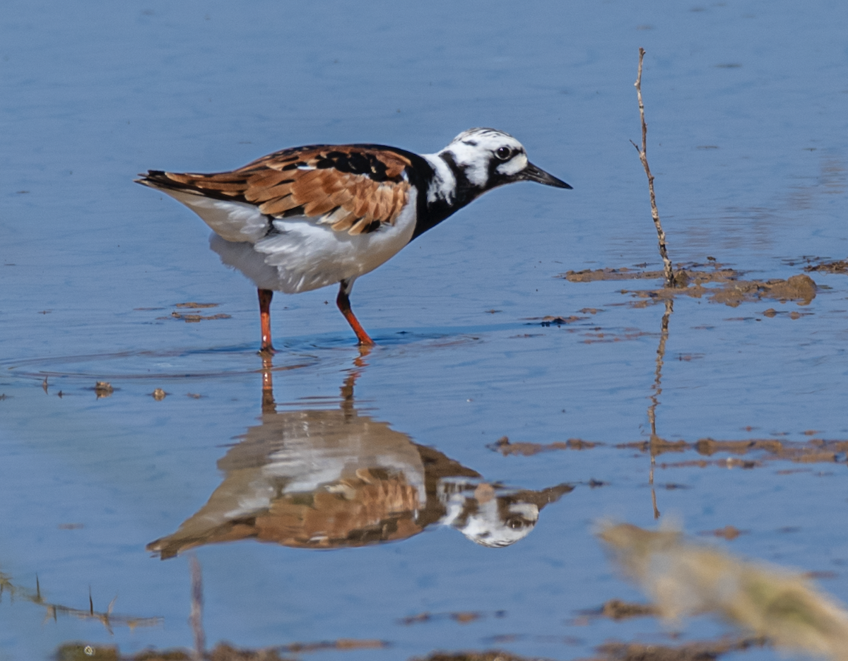 Ruddy Turnstone - Ash Ponders