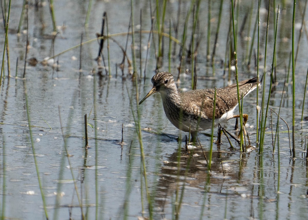 Solitary Sandpiper - Steve Knapp