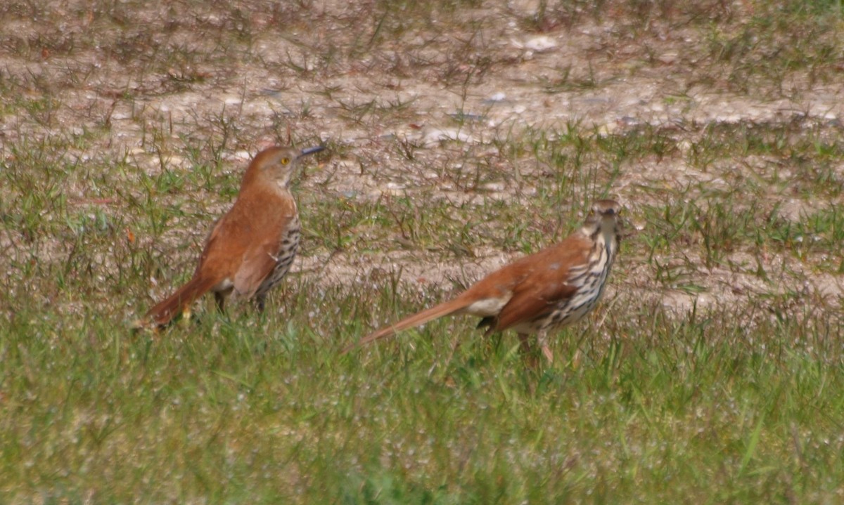 Brown Thrasher - ML619053702