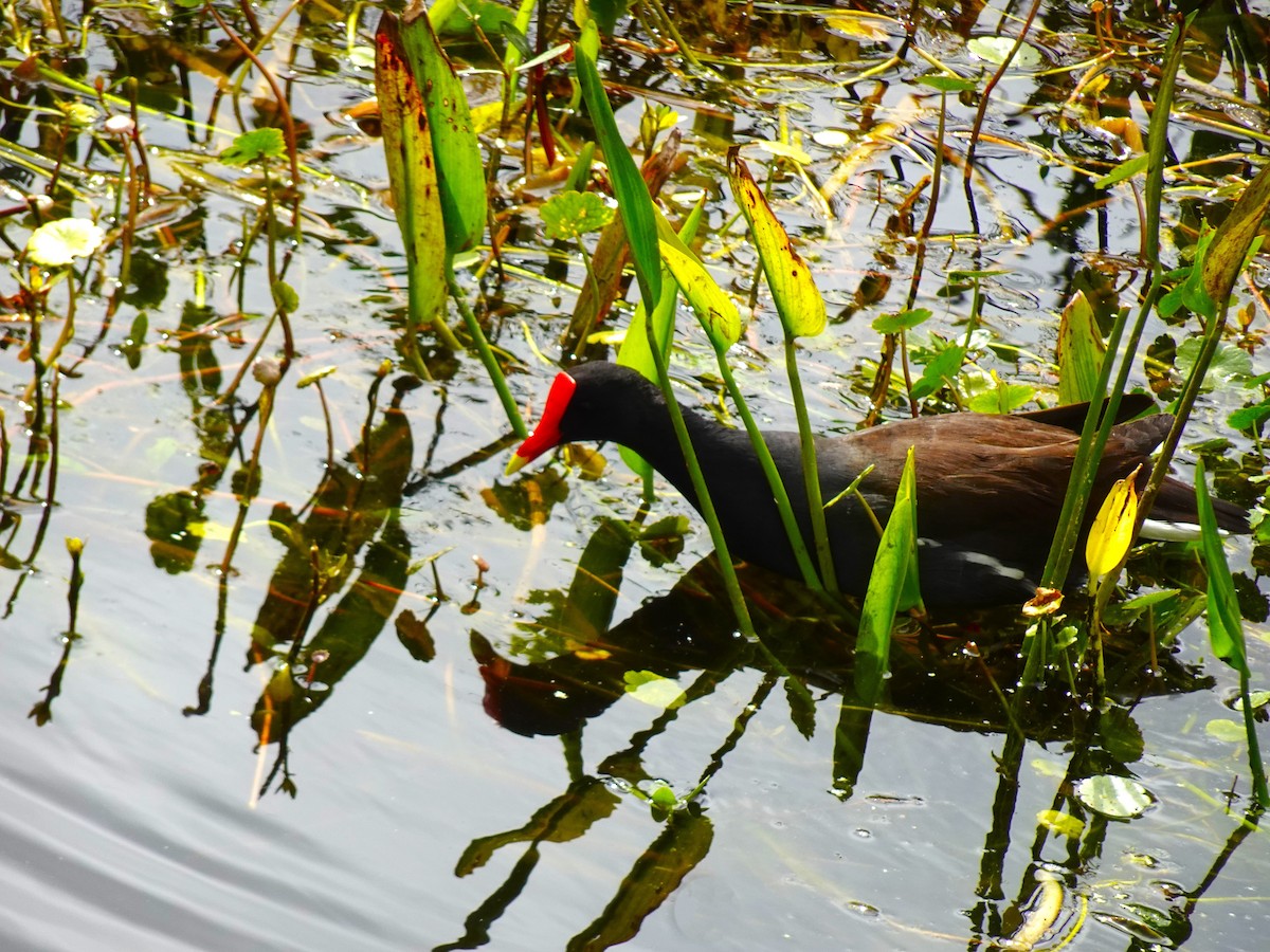 Common Gallinule - ML619053722