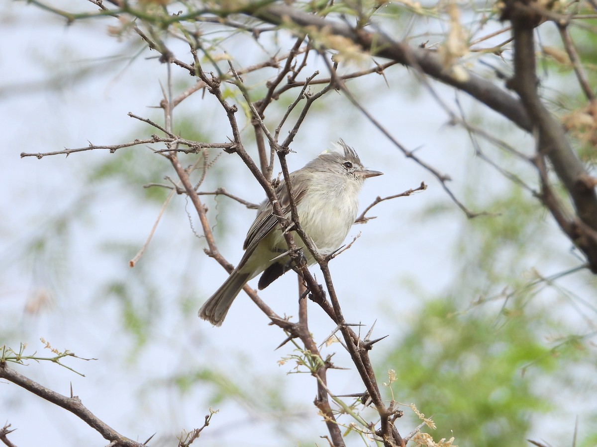 Gray-and-white Tyrannulet - Kevin Jiménez Gonzáles