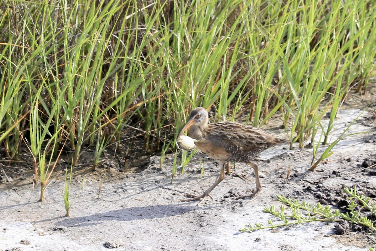 Clapper Rail - ML619053734