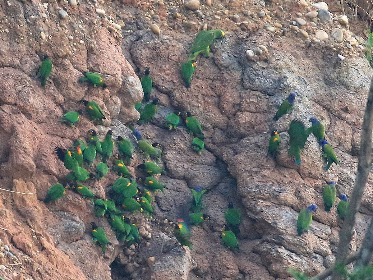 Blue-headed Parrot - ML619053739