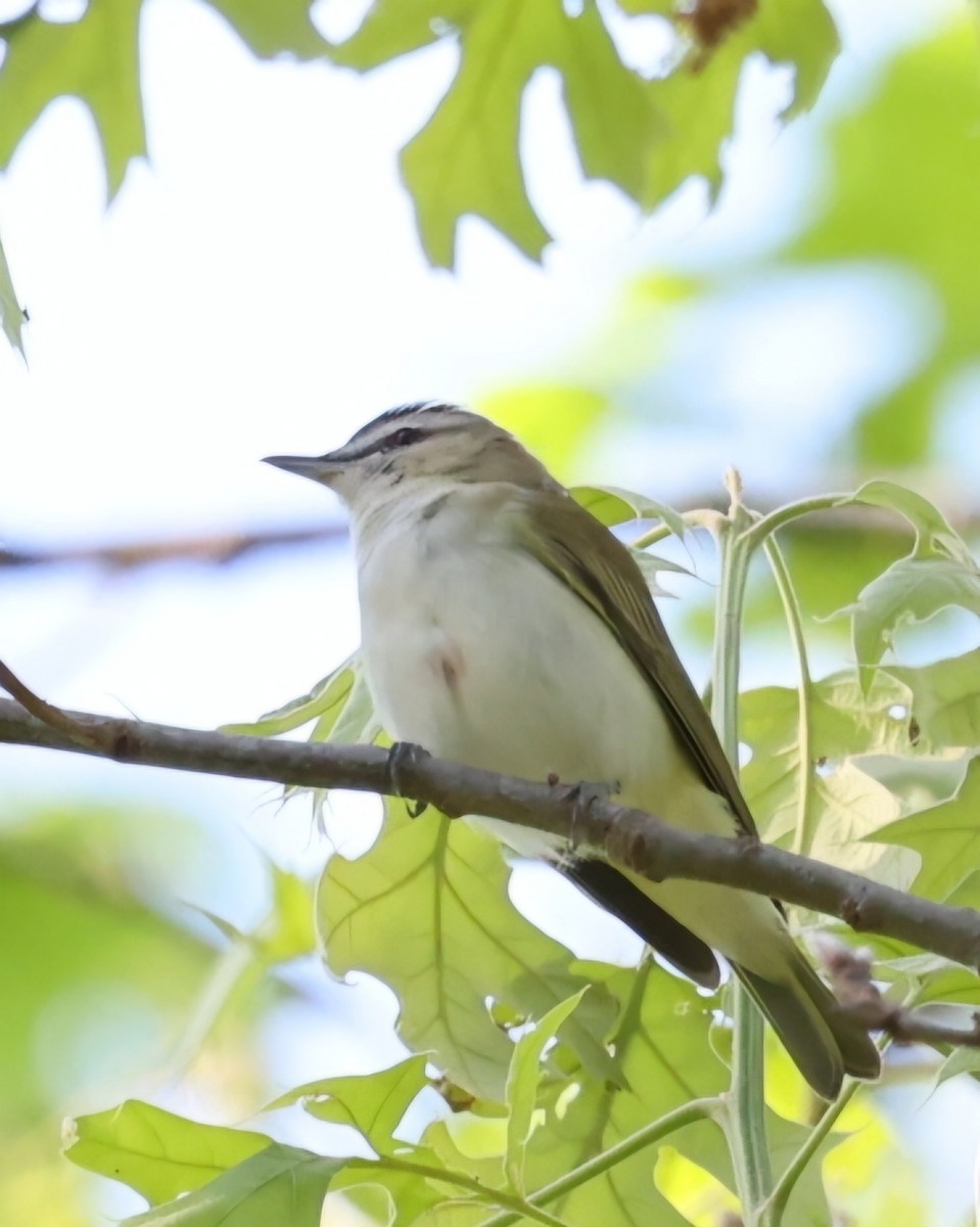 Red-eyed Vireo - ML619053788