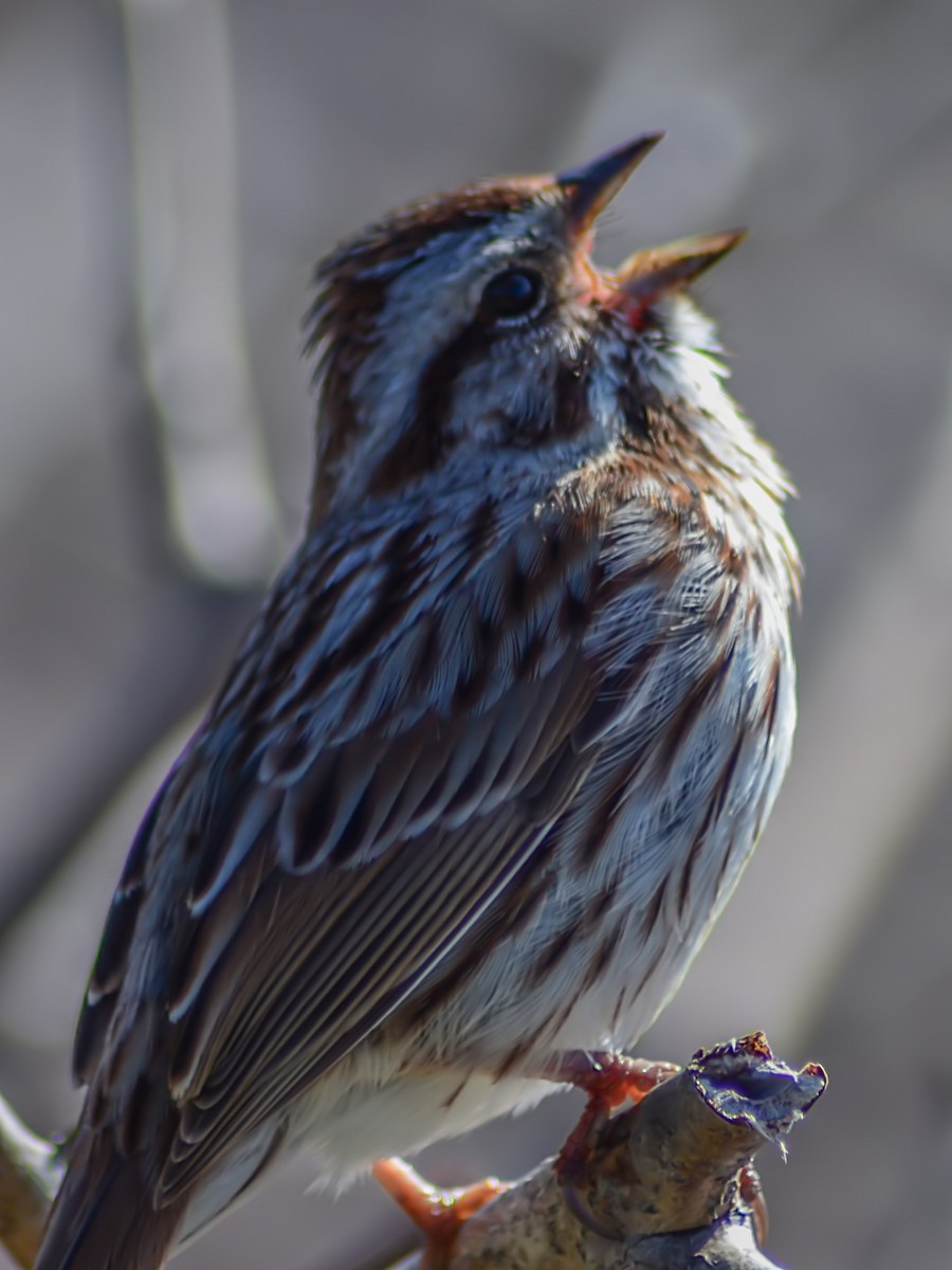 Song Sparrow - ML619053790