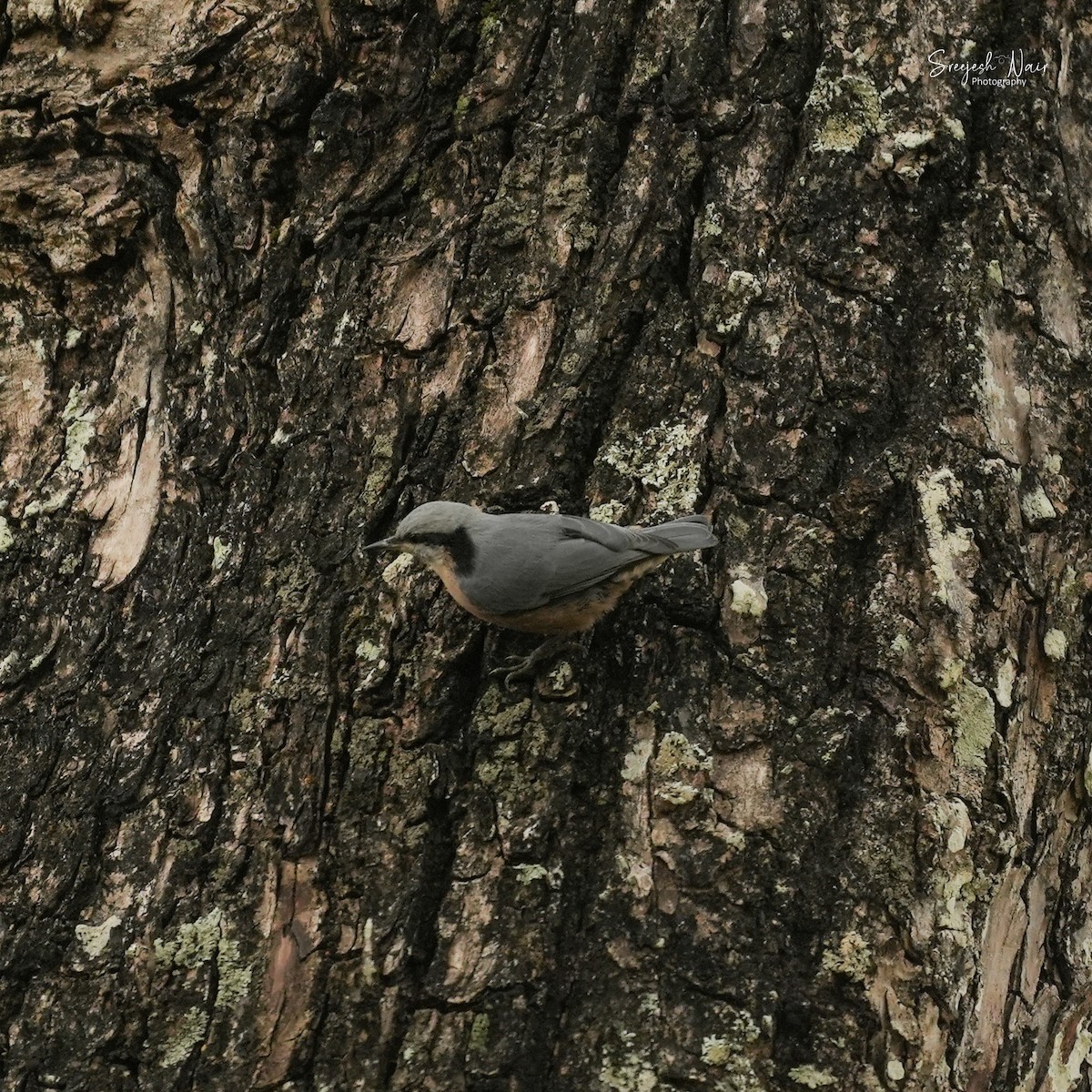 Indian Nuthatch - Sreejesh Nair