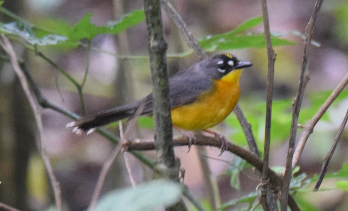 Fan-tailed Warbler - Nestor Herrera