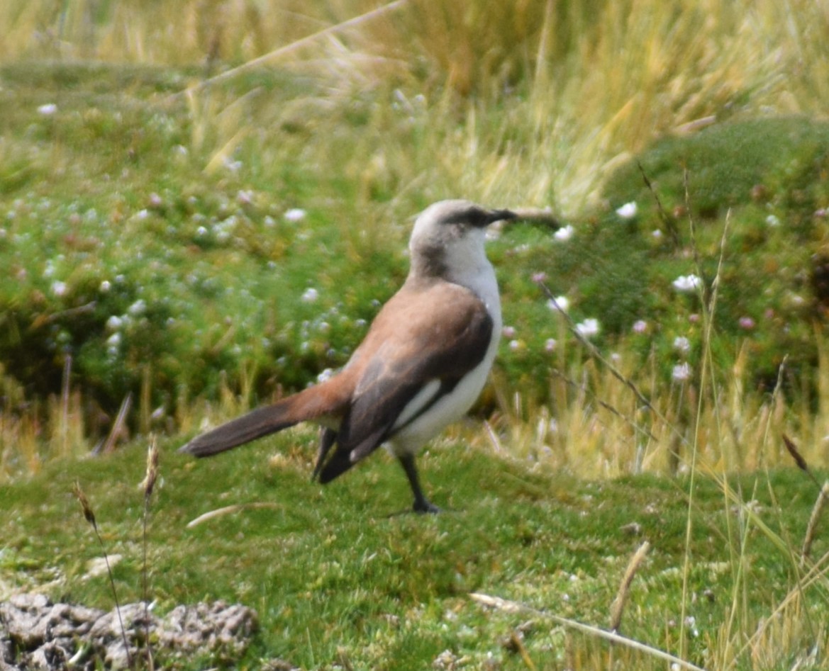 White-bellied Cinclodes - ML619053816