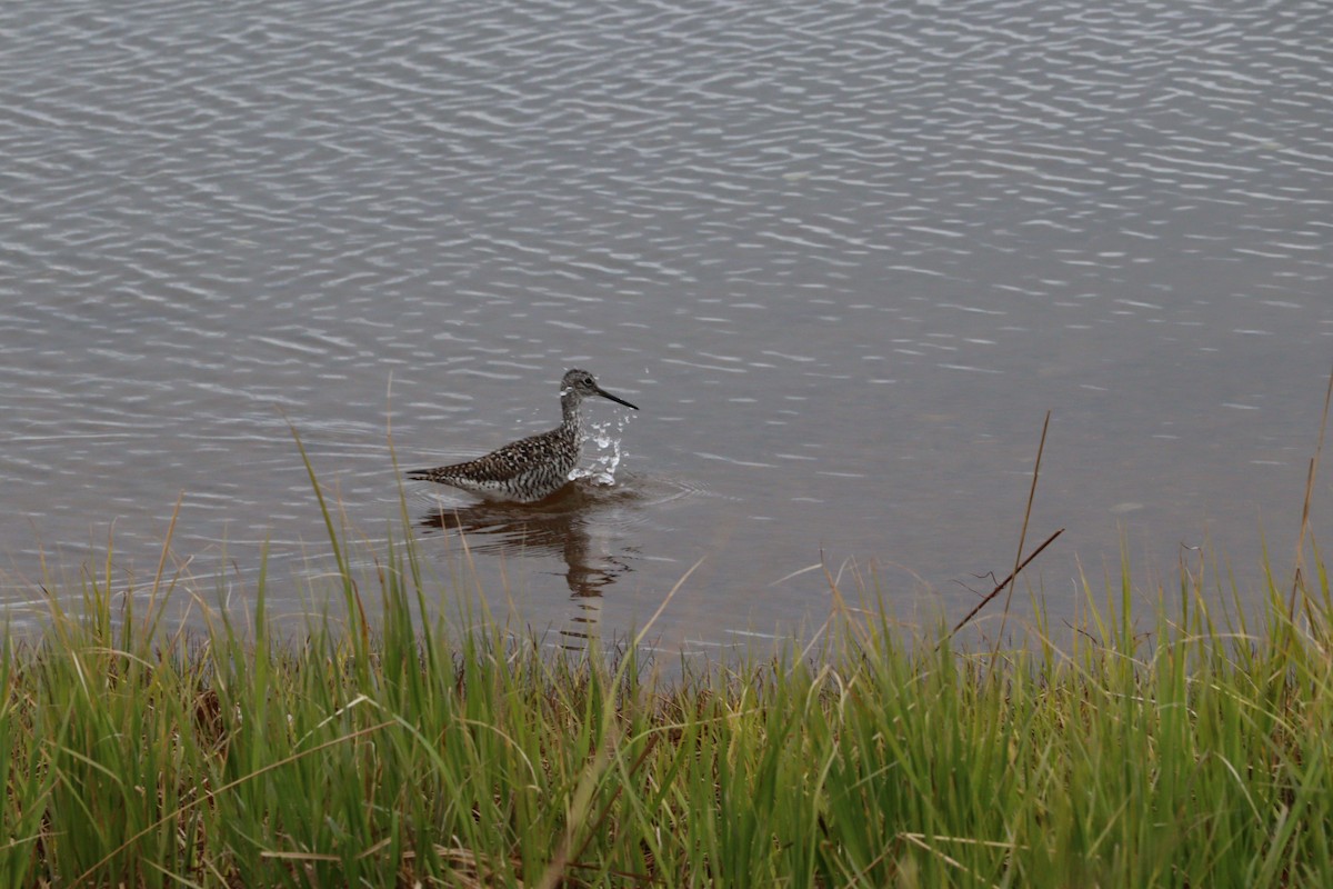 Greater Yellowlegs - ML619053839