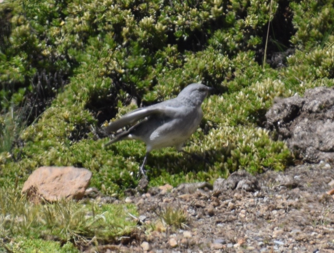 Glacier Finch - ML619053842