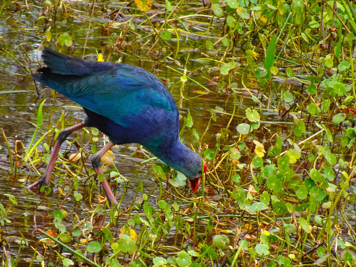 Gray-headed Swamphen - ami horowitz