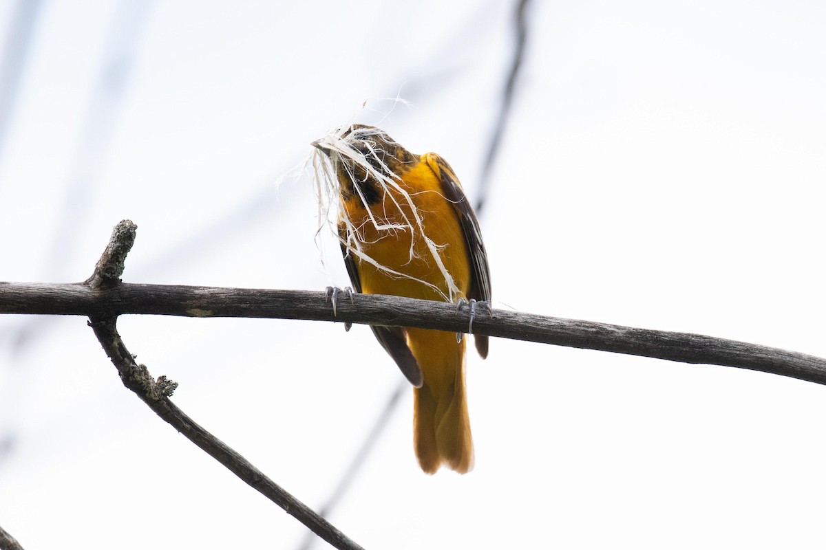 Baltimore Oriole - Luc Girard