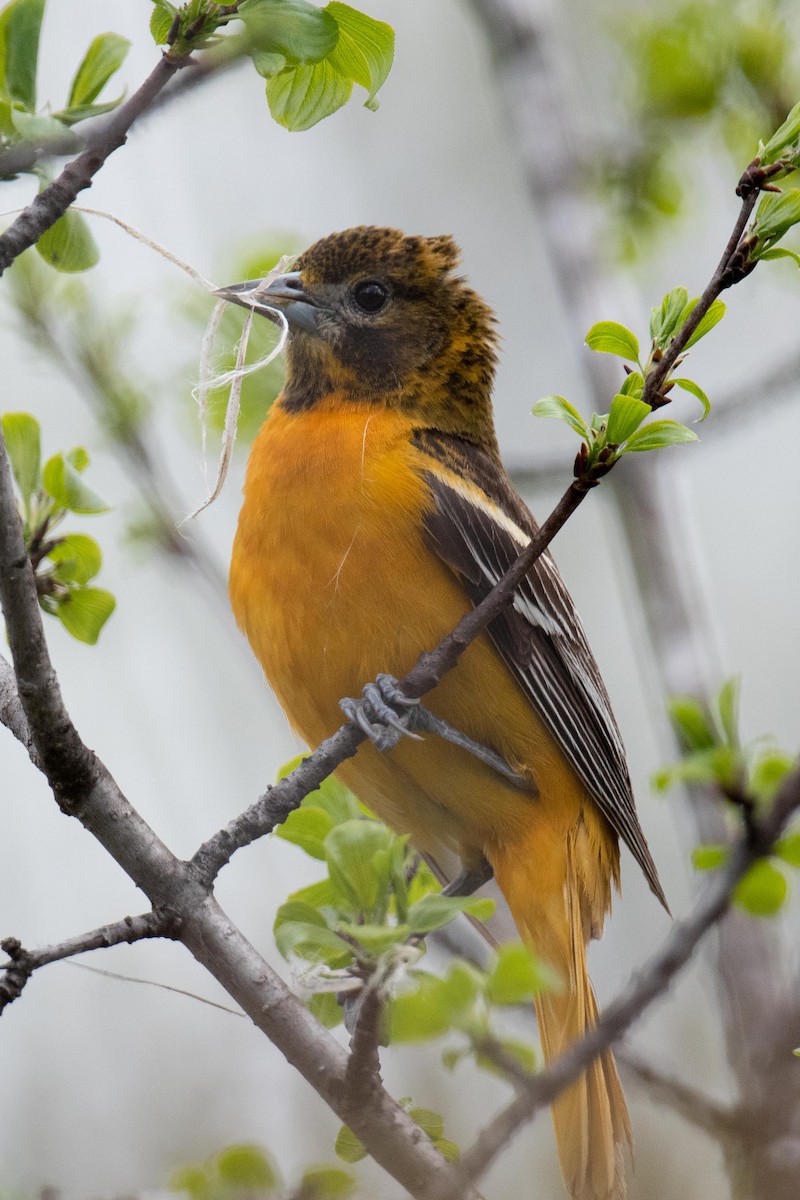 Baltimore Oriole - ML619053861