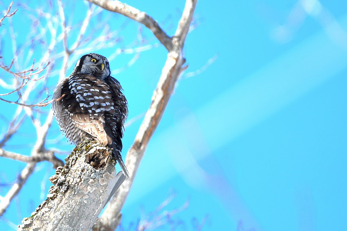 Northern Hawk Owl - Ari Weiss