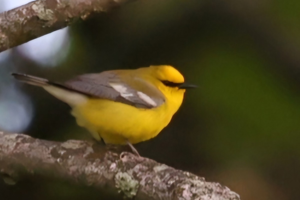 Blue-winged Warbler - David Funke