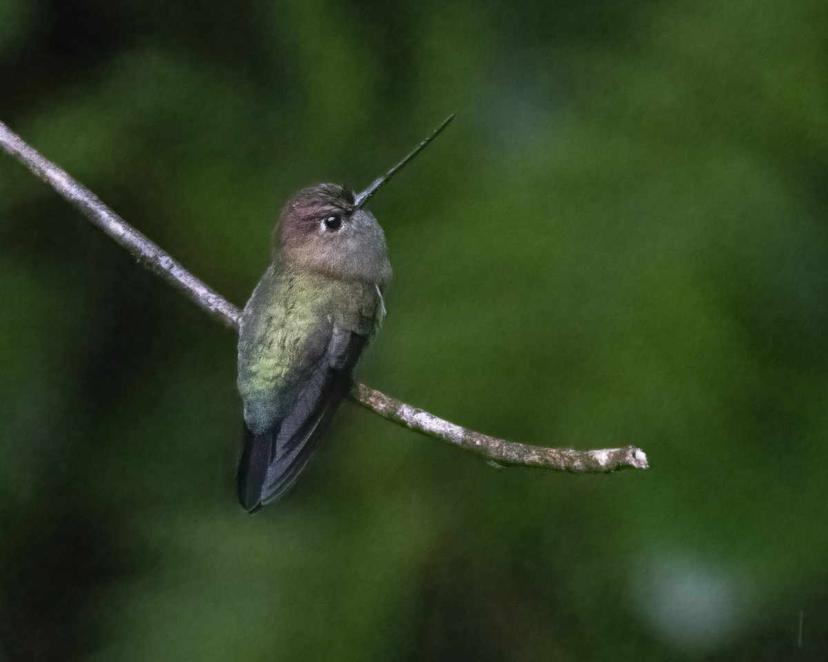 Green-fronted Lancebill - ML619053892