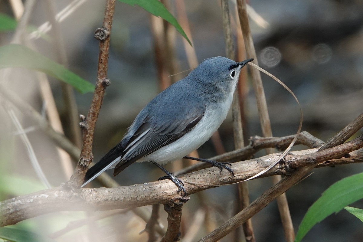 Blue-gray Gnatcatcher - mc coburn