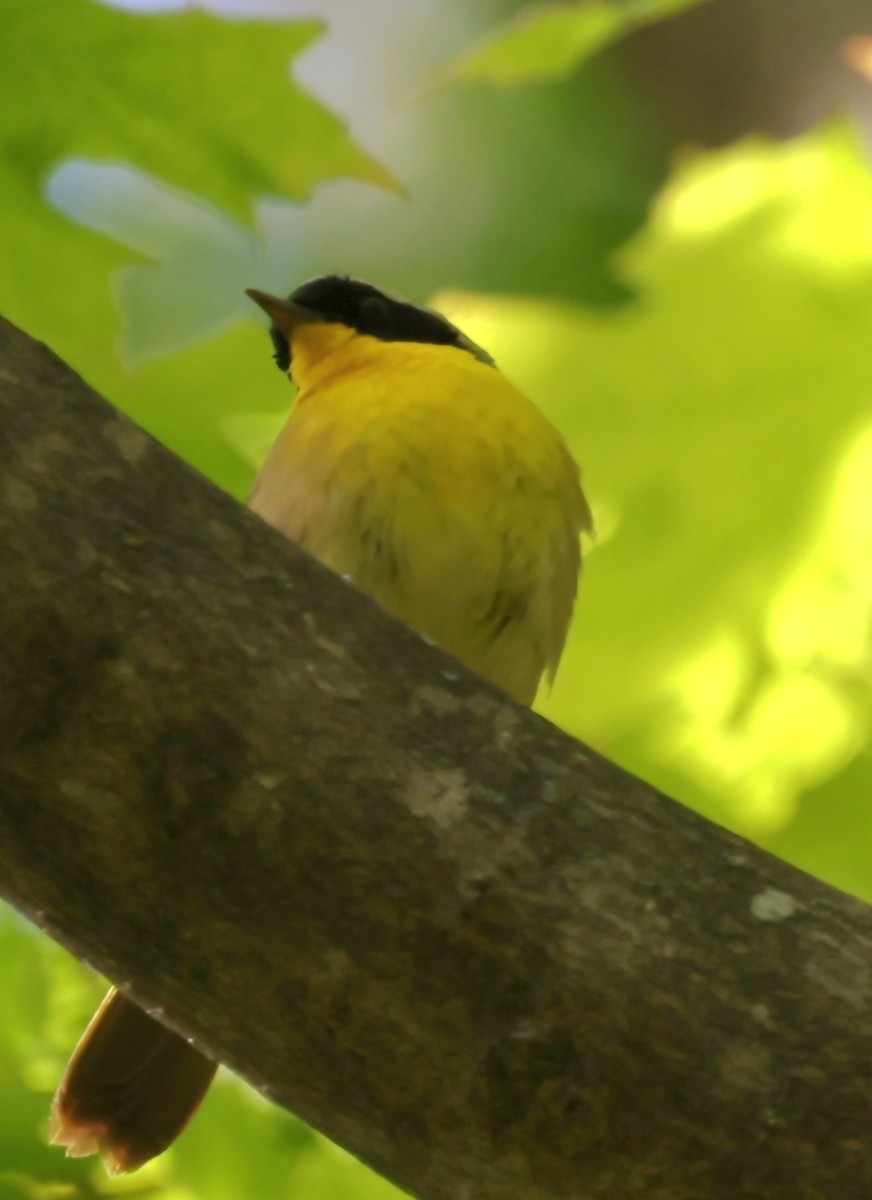 Common Yellowthroat - David Funke