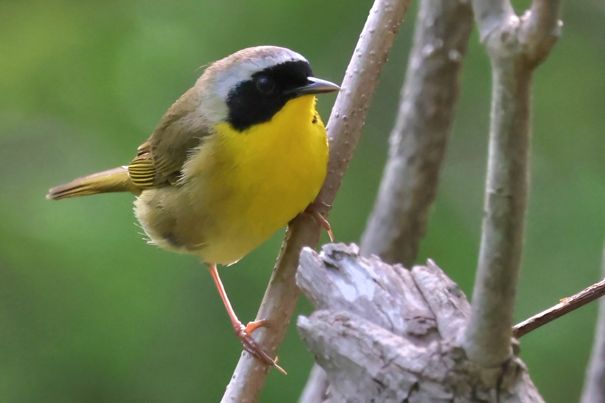 Common Yellowthroat - David Funke