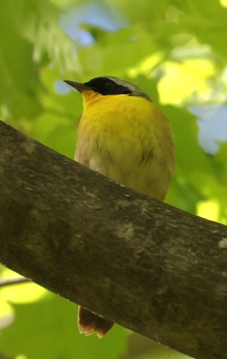 Common Yellowthroat - David Funke