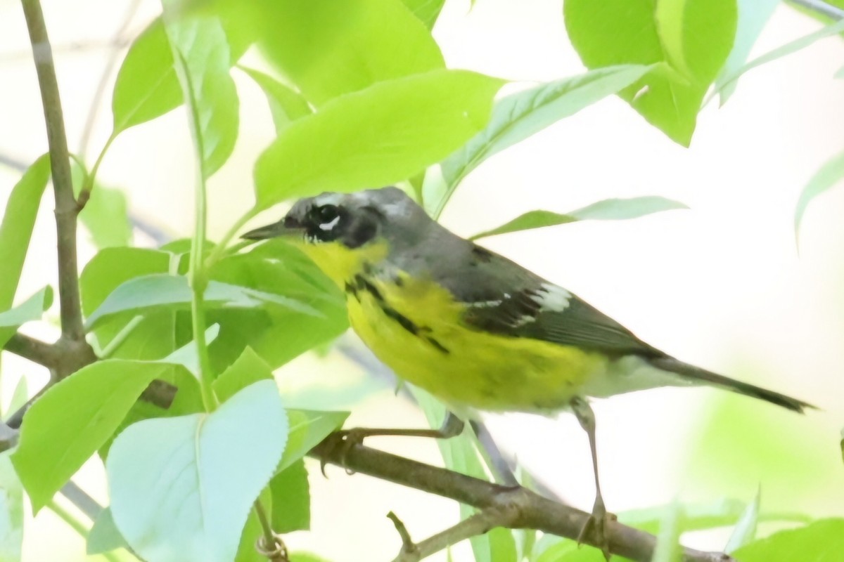 Magnolia Warbler - David Funke