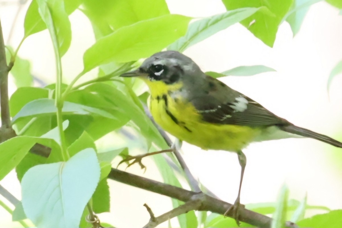 Magnolia Warbler - David Funke