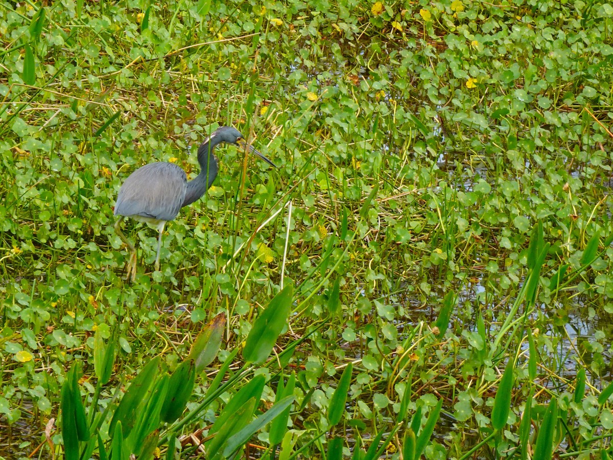 Tricolored Heron - ami horowitz