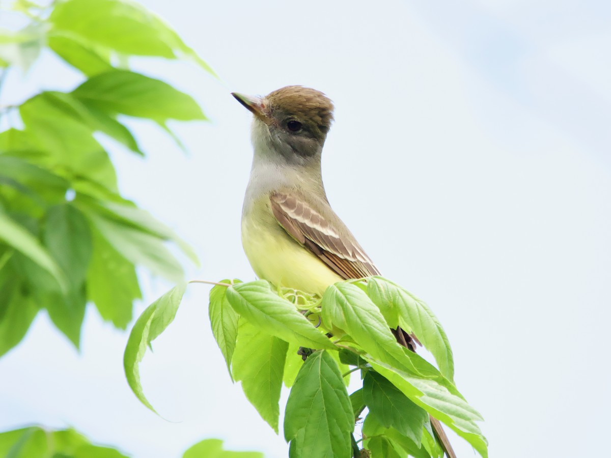 Great Crested Flycatcher - ML619053972