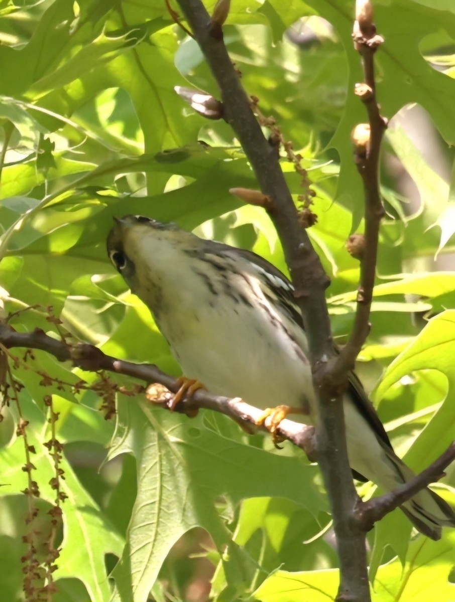 Blackpoll Warbler - David Funke