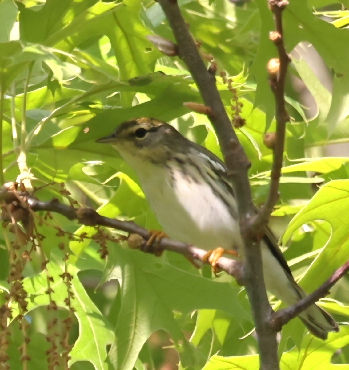 Blackpoll Warbler - David Funke