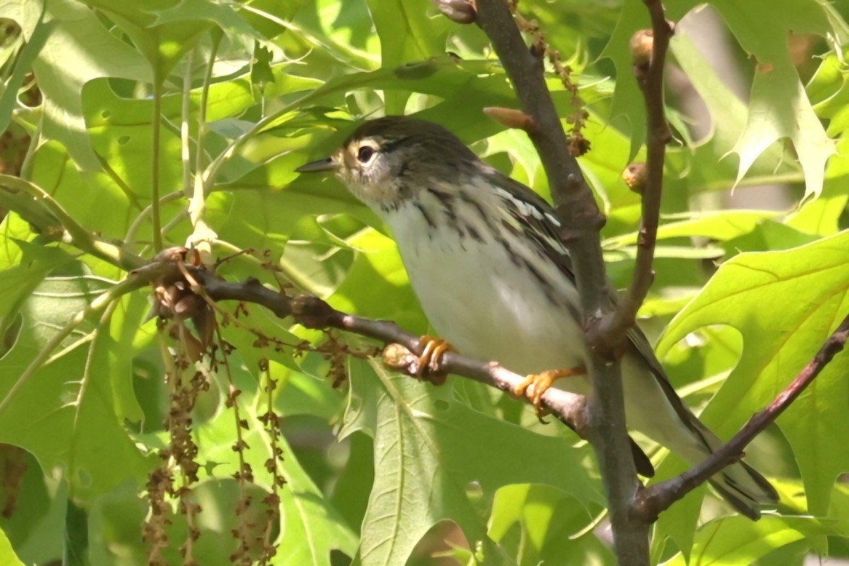 Blackpoll Warbler - David Funke