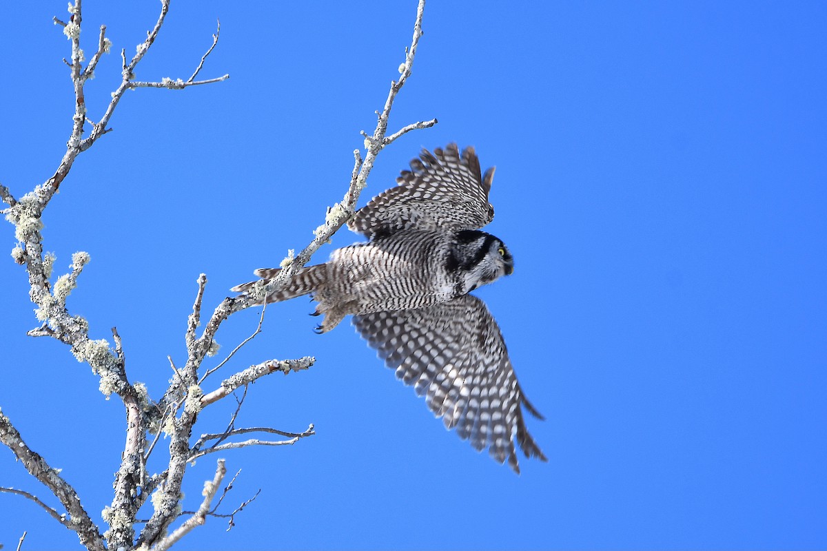 Northern Hawk Owl - Ari Weiss