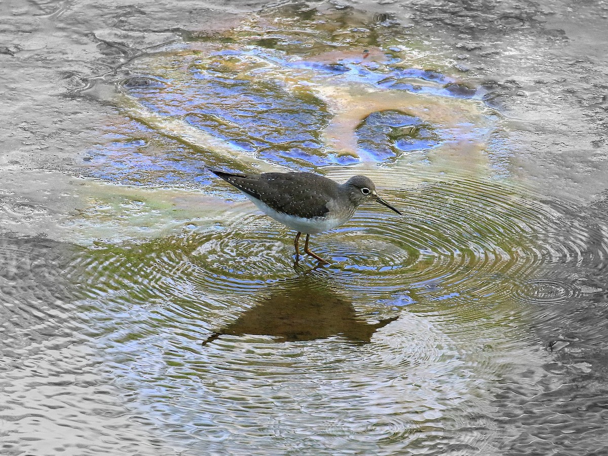 Solitary Sandpiper - ML619053992