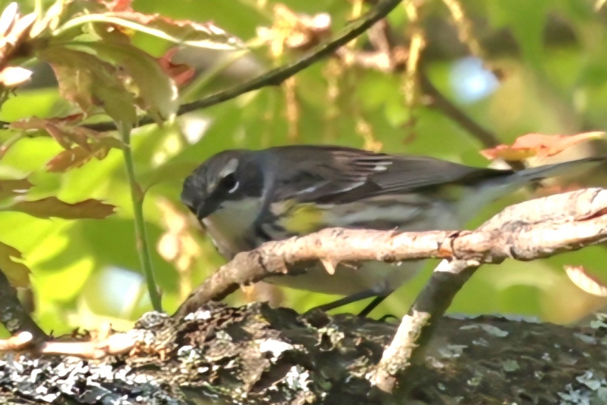 Yellow-rumped Warbler - David Funke