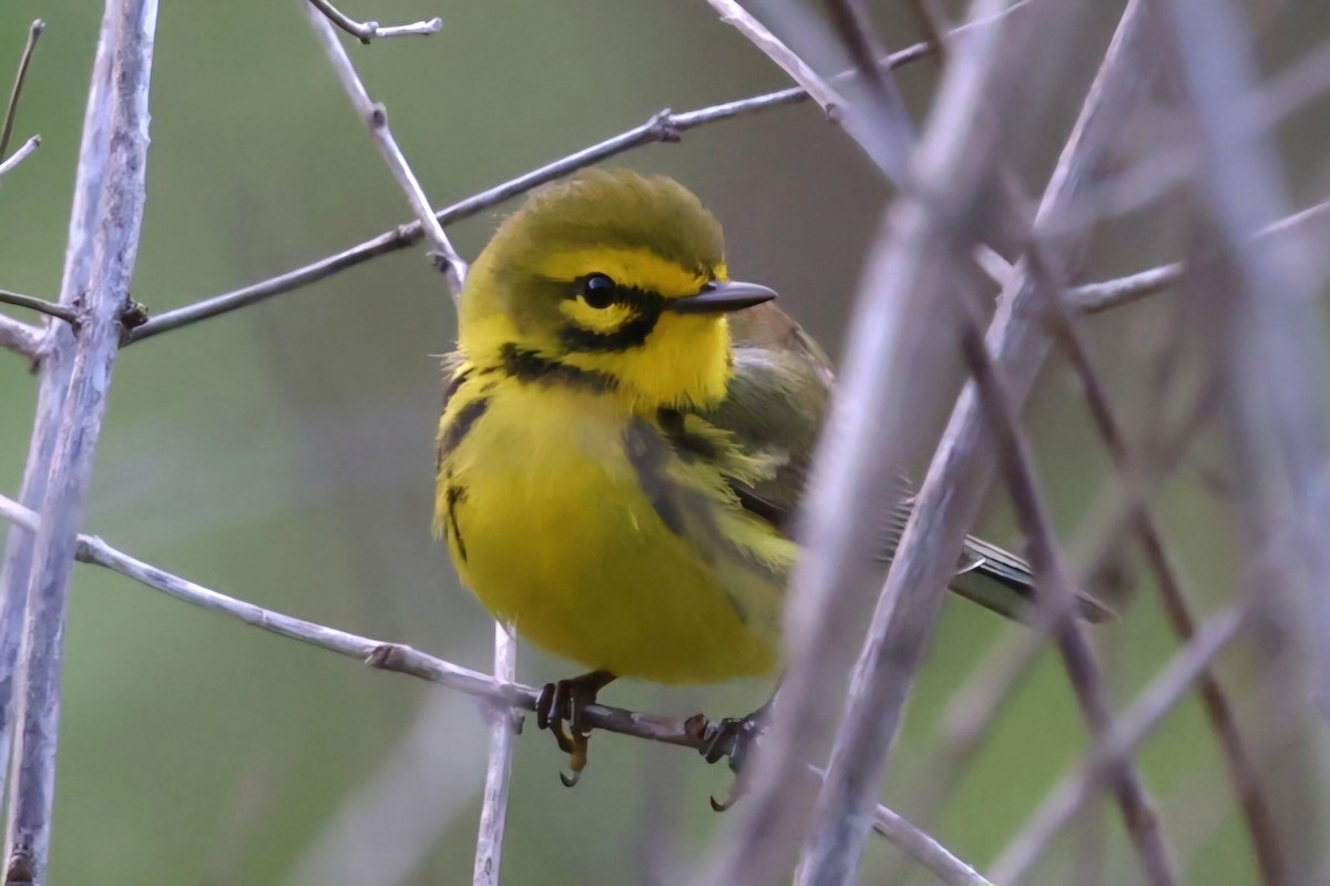 Prairie Warbler - David Funke