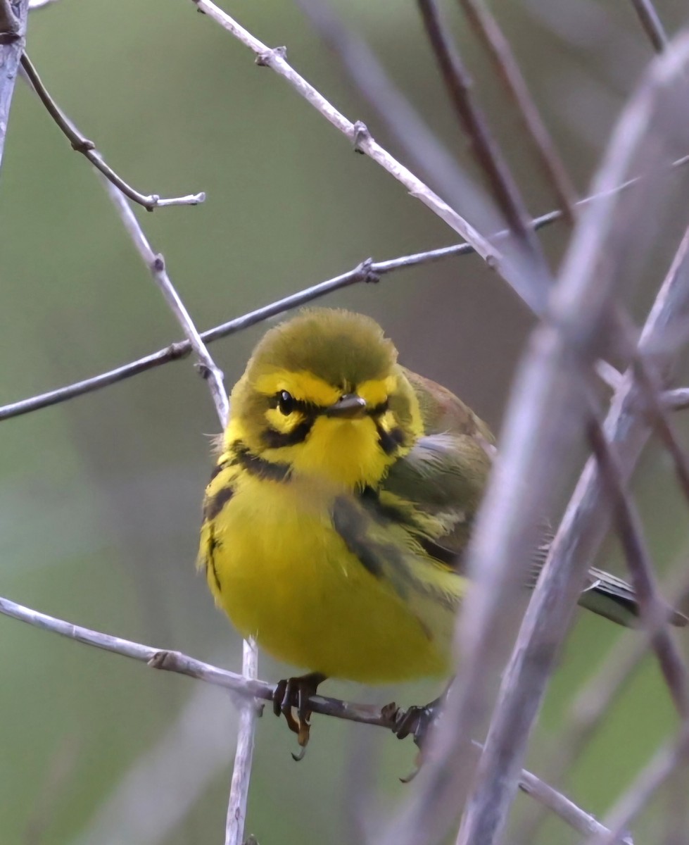 Prairie Warbler - David Funke