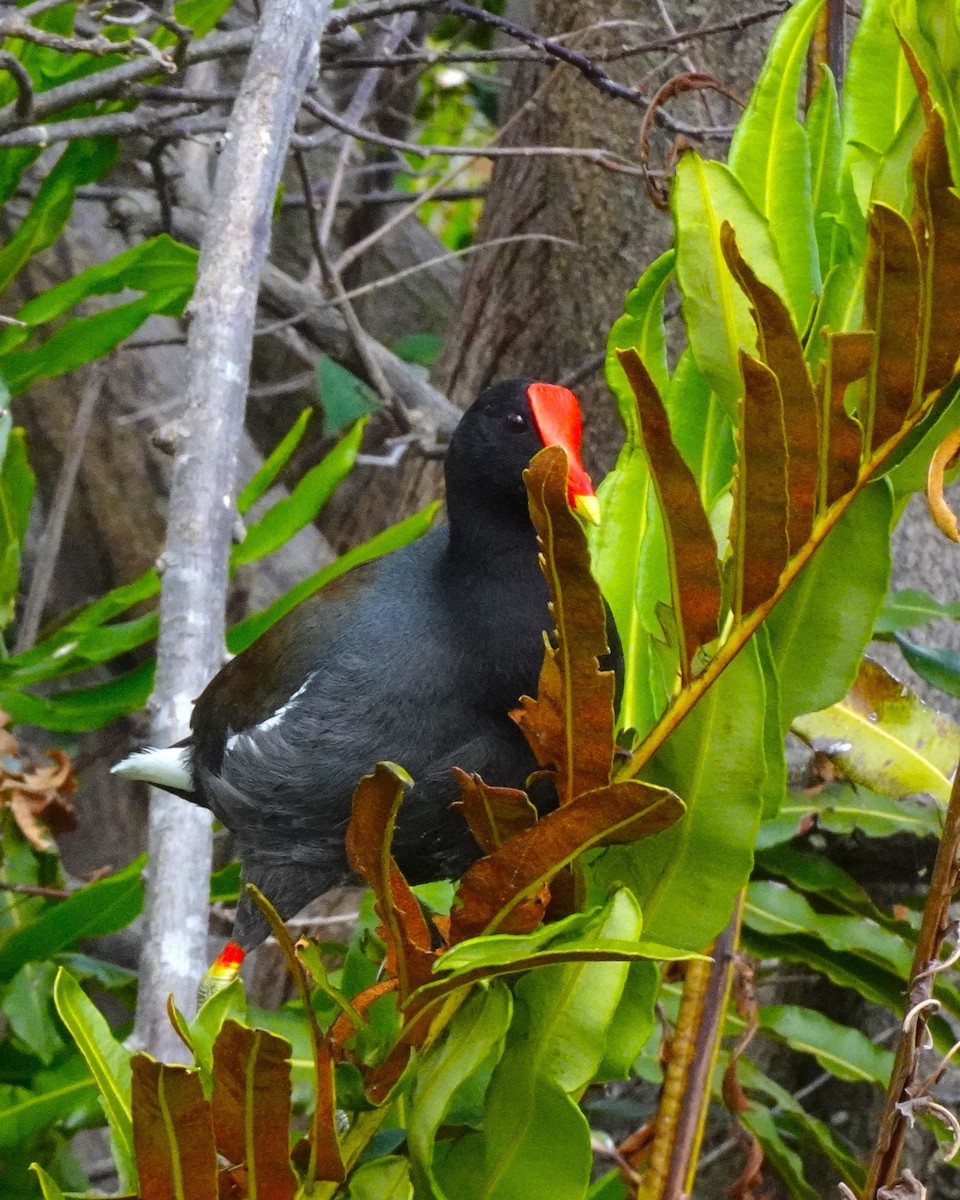 Common Gallinule - ML619054006